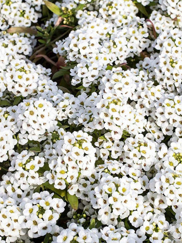 Alyssum alb (0.3 gr) planta perena,inflorescente albe, globulare, foarte atractive, Agrosem