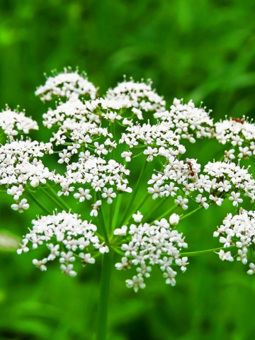 Anason Medicinal (1.5 gr) seminte planta anuala aromatica, miros puternic, Agrosem