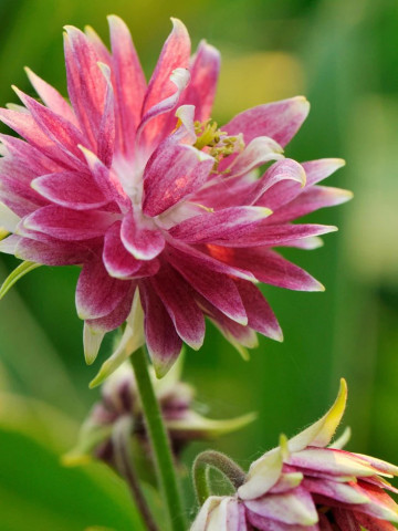 Aquilegia Nora Barlow (2 bulbi), plante perene cu flori duble cu petale roz cu alb, bulbi de flori