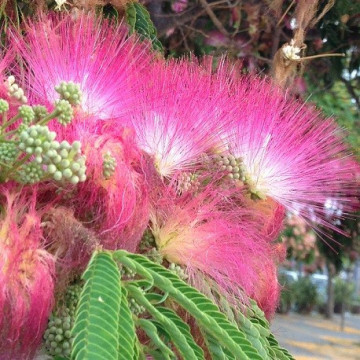 Arbore de matase, seminte de Albitia persana specie decorativa exotica, Vilmorin