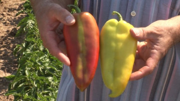 Ardei kapia BELO UVO (URECHEA ALBA) - 50 gr - Seminte Ardei Kapia Soi sarbesc Superior Seeds