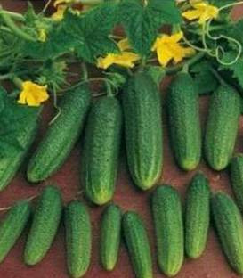 Ardia F1 (250 seminte) castraveti tip cornichon, Bejo