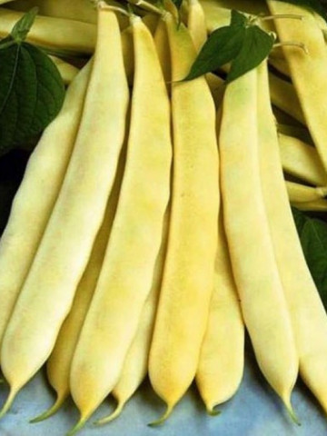 Auria Bacaului (30 gr) seminte de fasole urcatoare galbena cu pastaie lata, Agrosem