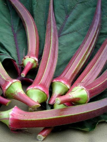 Bame rosii Burgundy (45 seminte), bame culoare visiniu inchis, foarte gustoase, Agrosem