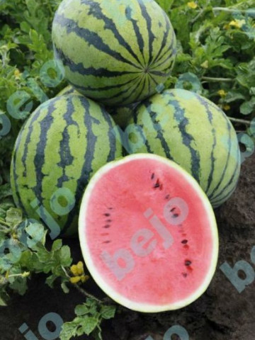 Bedouin F1 (200 seminte) pepene verde miez dulce si crocant un rosu stralucitor, Bejo
