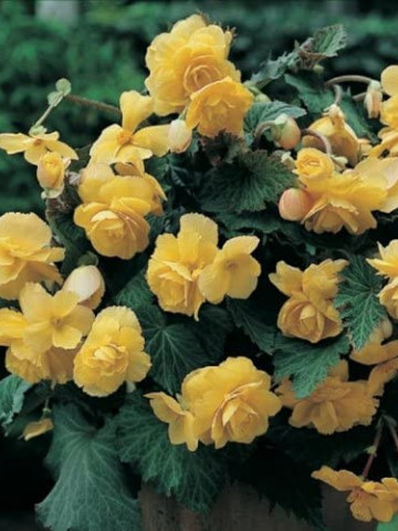 Begonie curgatoare pendula cascade Yellow (2 bulbi), floare mare, culoare galbena, bulbi de flori