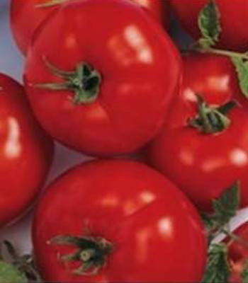 Berberana F1 - 500 sem - Seminte de rosii nedeterminate cu fructe uniforme rotund-aplatizate ferme si cu o greutate medie de 250 de grame ce se preteaza cultivarii in spatii protejate de la Enza Zaden