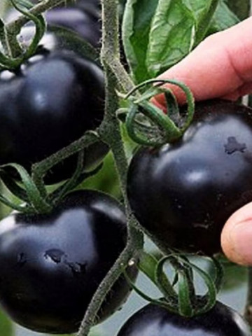 Blackball (100 seminte) rosii negre-indigo tip cherry, culoare negru intens, rosii exotice, Seklos
