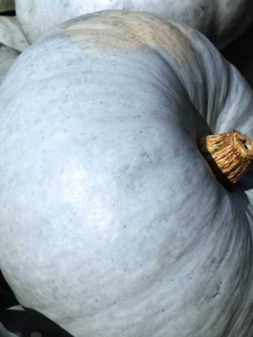 Bleu de Hongrie (20 seminte) de dovleac alb soi stravechi, Chemyfarm