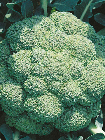 Broccoli Marathon F1 (1000 seminte) de broccoli, putere mare de adaptare, Sakata