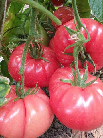 BuffaloPink F1 (HMC 44169) (250 seminte) de tomate crete extra-timpurii, de culoare roz, Clause