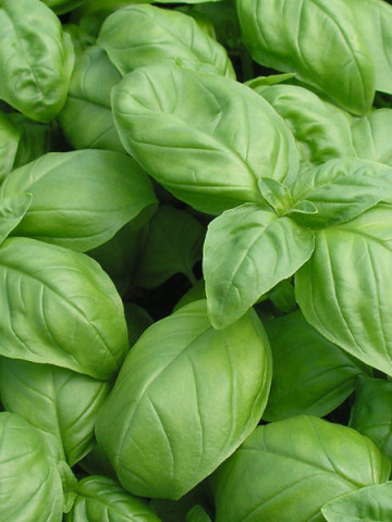 Busuioc Genovese (2000 seminte) de busuioc verde planta aromatica
