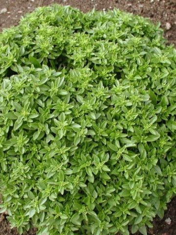Busuioc mic Greco a Palla (0.8 gr) seminte de busuioc cu tufa mica, cu frunze aromate, parfumate, Agrosem