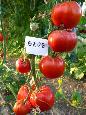Buzau 22 - 0.5 gr - Seminte Rosii Romanesti Determinate pentru camp de la Mefim Agro