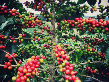 Cafea Arabica - 3 gr - Seminte de Cafea Arabica