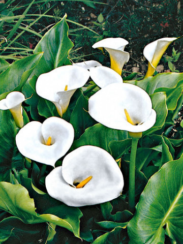 Cala Crystal Brush (1 bulb), floare mare, culoare alb, bulbi de flori