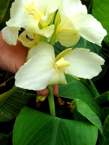 Canna Ambassadour (1 bulb), floare exotica mare, culoare crem, bulbi de flori