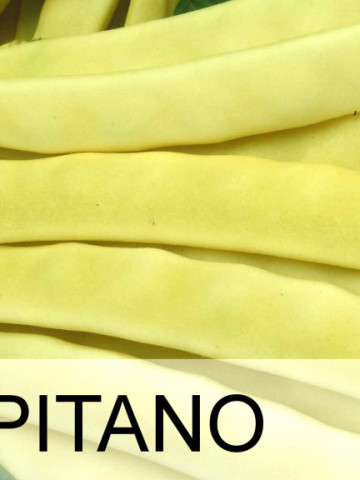 Capitano (20 kg) seminte fasole pitica, pastaie lata, ChemyFarm