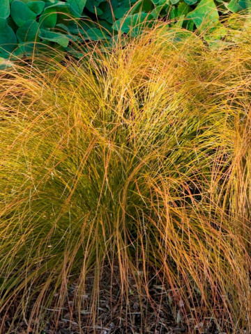 Carex Prairie Fire (ghiveci 1 l), planta perena ornamentala rogoz, culoare aramie-portocalie