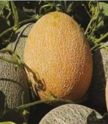 Carriere F1 (500 seminte) pepene galben tip ananas timpuriu miez portocaliu fruct oval solar camp, Nunhems