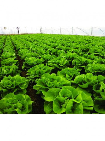 Centore F1 (5000 seminte) de salata capatani grele si indesate cu frunze netede, Syngenta