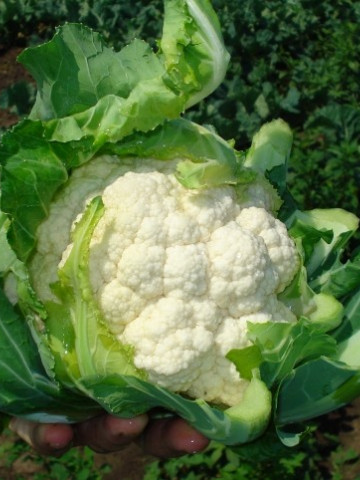 Chambord F1 - 2500 sem - Seminte de conopida ce se cultiva in camp si produce capatani de o calitate foarte buna albe compacte de 1.2-1.5 kg prezentand autoinvelire buna de la Rijk Zwaan