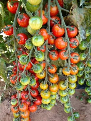 Cheramy F1 - 100 sem - Seminte de rosii ce fructifica excelent chiar si in conditii climatice dificile cu un potential de productie foarte ridicat de la Rijk Zwaan