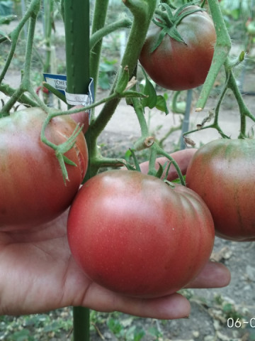 Cherokee Purple (60 seminte) rosii gigant, negru purpuriu, soi foarte vechi, USA