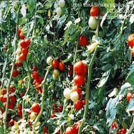 Cherry Carisma (600 seminte) tomate romanesti nedeterminat pentru sera si camp, SCDL Buzua