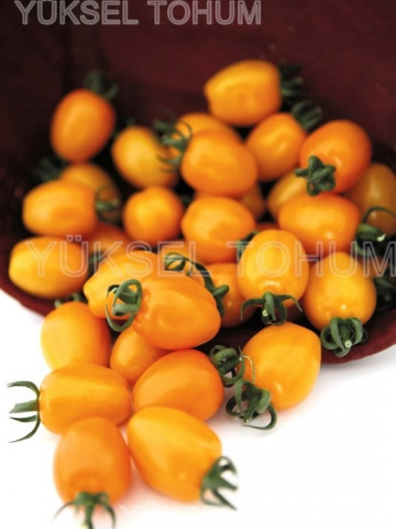 Chick F1 (142-550) - 100 sem - Seminte de tomate nedeterminate tip cocktail tomato de culoare portocalie si o greutate cuprinsa intre 30-35 g/ fruct de la Yuksel