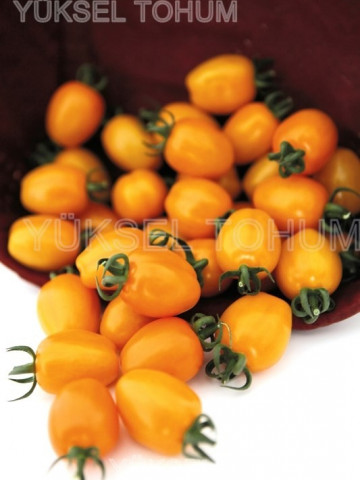 Chick F1 142-550 (100 seminte) de tomate nedeterminate tip cocktail tomato de culoare portocalie si o greutate cuprinsa intre 30-35 g/ fruct, Yuksel