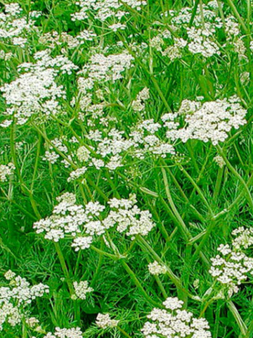Chimion Medicinal (1.5 g), seminte plante medicinale si aromatice chimion, Agrosem