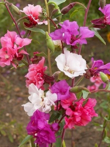 Clarkia mix (0.5 gr) seminte Godetia, Azalee de gradina, planta anuala cu flori roz, albe, violet, simple sau duble, Agrosem