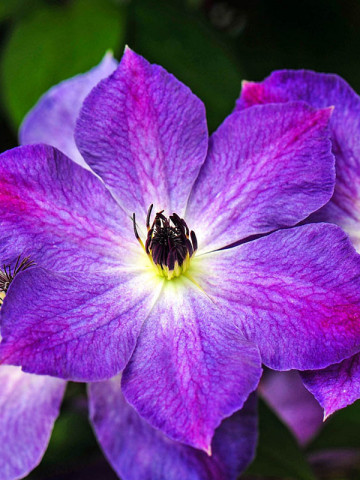 Clematite Cloudburst (1.5 m in ghiveci de 2 L) tufa ornamentala cataratoare Clematis, cu flori colorate in purpuriu intens si roz, in contrast cu centrul galben-pal