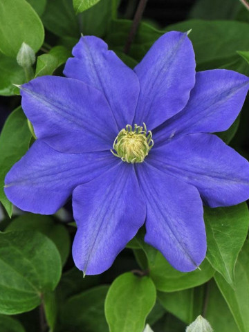 Clematite Fujimusume (1.5 m in ghiveci de 2 L), tufa ornamentala cataratoare Clematis, hibrid japonez cu flori incantatoare de culoare albastru luminos, cu stamine galbene in centru