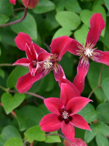 Clematite Gravetye Beauty (1.5 m in ghiveci de 2 L) tufa ornamentala cataratoare Clematis, cu flori deosebite in forma de crin, de culoare rosu profund si fructe pufoase decorative