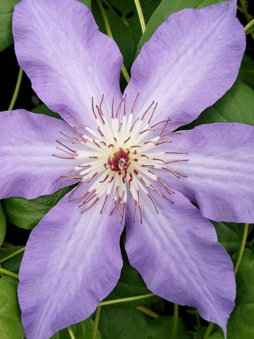 Clematite Laura (1.5 m in ghiveci de 2 L), tufa ornamentala cataratoare Clematis, cu flori de culoarea cerului albastru si stamine purpurii