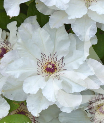 Clematite Maria Kaczynska (ghiveci de 2 L) cu flori albe fermecătoare cu sepale ondulate, cataratoare Clematis