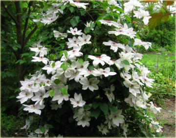 Clematite Matka Urszula Ledochowska (1.5 m in ghiveci de 2 L), tufa ornamentala cataratoare Clematis, hibrid foarte timpuriu cu flori superbe albe, cu stamine rosii