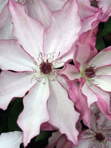 Clematite Omoshiro (1.5 m in ghiveci de 2 L), tufa ornamentala cataratoare Clematis, varietate japoneza cu flori mari, intr-o combinatie delicata de alb si roz