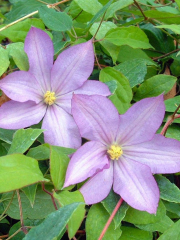 Clematite Proteus (ghiveci 2 L), tufa ornamentala cataratoare Clematis, flori simple si duble mov-roz
