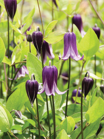 Clematite Rooguchi (1.5 m in ghiveci de 2 L) tufa ornamentala cataratoare Clematis, clematita cu cea mai lunga perioada de inflorire, cu flori gratioase in forma de clopotei de culoare albastru-violet