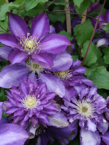 Clematite Royalty (ghiveci de 2 L) flori cu petale purpuriu-albastru magnific, cataratoare Clematis
