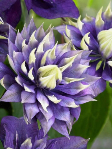 Clematite Taiga (ghiveci 2 L) cu flori mov-violet puse in evidenta de accente crem-verzui aflate pe varfurile petalelor ascutite, cataratoare Clematis