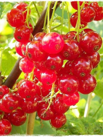 Coacaz rosu Rolan, butasi de coacaze rosii cu fructe mari, cu gust placut acrisor, Yurta