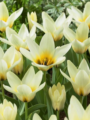 Concerto (5 bulbi), lalele botanice de culoare alba cu usoara tenta de galben, bulbi de flori