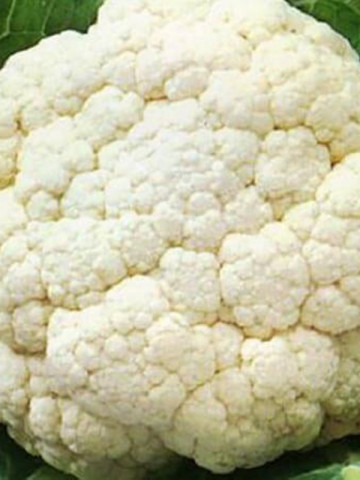 Conopida Giant of Naples (300.000 seminte), seminte conopida de toamna Neapole Gigant, Agrosem