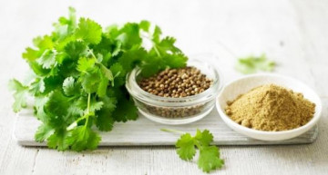 Coriandru Medicinal - Seminte Plante Medicinale Coriandru de la Florian