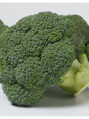 Coronado F1 - 1000 sem - Seminte de broccoli ce leaga inflorescente compacte dense frumos buchetate de culoare verde inchis de la Bejo