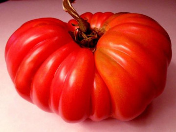 Costoluto Fiorentino (120 seminte) rosii crete soi productiv, Agrosem